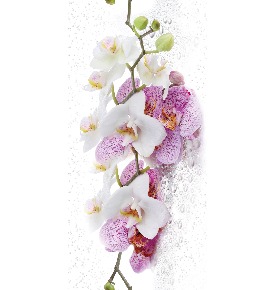 0155 Букет орхидей 0,25*2,5м