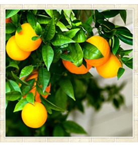 Апельсиновое дерево (600*600*1,5 мм.) фотодекор