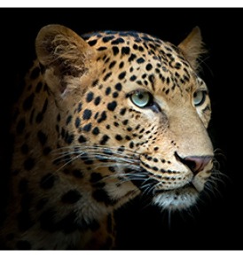 Леопард (600*600*1,5 мм.) фотодекор